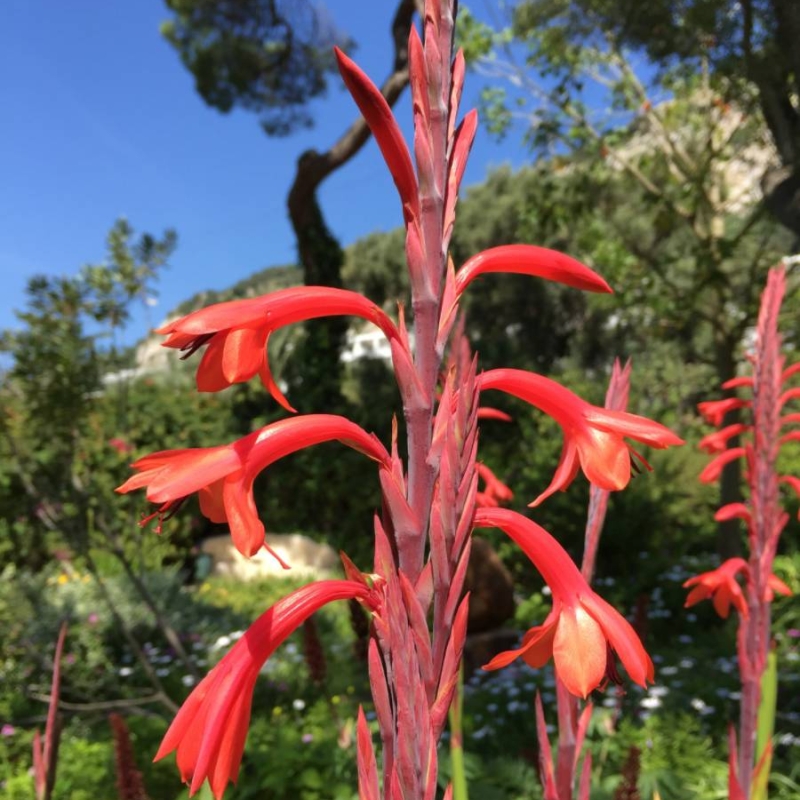 Bergsuurkanol Watsonia vanderspuyiae